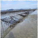 캐러가까 이미지