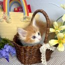 오독안심분양센터 강아지분양 고양이분양 대구점 이미지