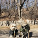 앞섬상회 | 중대형견 패딩, 우비 추천! PAIKKA 파이카 윈터자켓/우비 후기