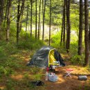 소나무둥지 이미지