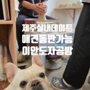 이안공방 | (동쪽) 제주실내데이트 추천 이안도자공방 애견동반 솔직 후기