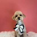 퍼스트멍멍 이미지