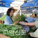 아삭아삭 향긋, 아싸! 일산열무 이미지