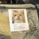 온더문(onthemoon) | 서울대입구역카페 온더문 고양이와 전통주칵테일이 있는 곳