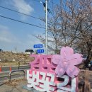 여수룬 | 경기도 김포 계양천 벚꽃 2026년 4월 최신 후기 | 개화시기, 주차, 산책코스 총정리