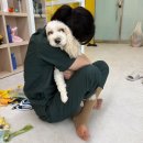 댕봄 유치원 애견스쿨 | 청결하고 가장 안전하다고 느꼈던 평택애견유치원, 딩동댕스쿨 평택본점 후기