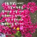 계절의 여왕. 한국인의 IQ.보리밥보리죽.워너 메이커.얼갈이 물김치. 이미지