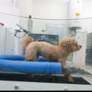 워킹펫살롱 이미지