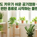 (주)플랜티넷 | 초보도 키우기 쉬운 공기정화 식물, 물 주기 편한 종류로 시작하는 플랜테리어