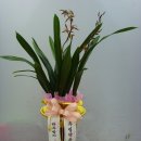 우림약품 이미지