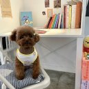 스누피 애견 이미지