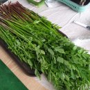 둥이네 농장 이미지