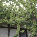 매실한우농장 이미지