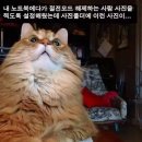 냐옹이 - 영등포구 | 냐옹이