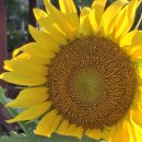 연천 호로고루성지.해바라기축제&#34; 가족여행으로 추천- 적성 양산박 한우마을 이미지