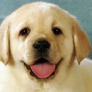 해뜰동물병원 이미지