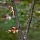 숲속의향기 이미지