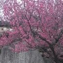 일출 난 농원 이미지