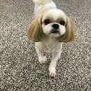 디어포우 이미지