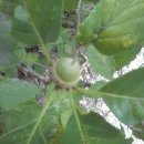 도토리마을 이미지