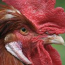 [중편동화] 붉은 정글 닭 8. 대영웅 서사시 닭들의 미래 이미지