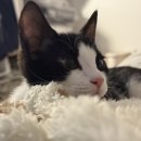 댕모먼트 이미지