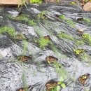 삿갓농장 이미지