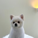 데이즈몽 애견미용샵 이미지