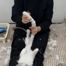 고양이미용실 나른하냥 이미지