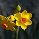 플라워 테라피 이미지