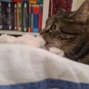 (주)지니뮤직노동조합 | [스웨덴 일상] 12월 일상 크리스마스, 진저브레드하우스, 연말 대청소/정리, 해외 집밥, 새 직장, 감기...