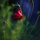 한국 SGI 이미지