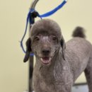 해맑은 애견미용 이미지