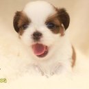 스타일독 이미지