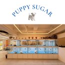 퍼피슈가 | 부산강아지분양 퍼피슈가 리얼 분양 경험 후기