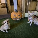 준독라운지 | 춘천 애견카페, 준독라운지 가본 후기! (주차/가격)