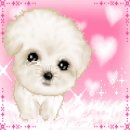 바람난강아지 이미지