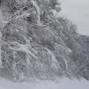 2011년 12월 4(일) 설국으로 변한 용평 골드죤 스킹일지(3) / 일본 북해도 니세코 스키장을 연상시키는 분위기! 이미지