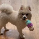 댕스낵 | 2020년 09월 12일 - 09월 14일 일상