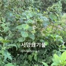 서양쐐기풀 이미지