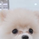 땅콩애견놀이터 이미지