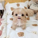 멍토피아 이미지