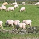 도그클럽 이미지