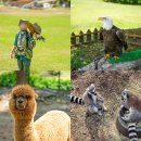 알파카정비 | 제주도 어린이 체험 이색체험 알파카 화조원