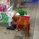 쓰담쓰담 이미지