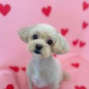 멍그라미 이미지