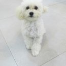 나아라 동물병원 이미지