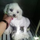 비비펫동물병원 이미지