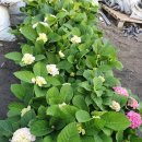 원복농장 이미지