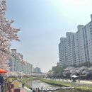 CU(벚꽃점) 이미지